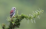 Pygmy Falconborder=